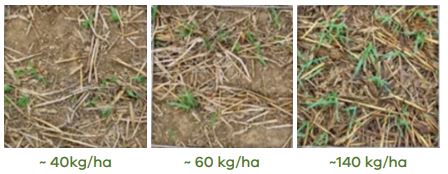 Three photographs showing examples of 40, 60 and 140 kgDM/ha of green leaf in a stubble paddock with approximately less than 10 percent of cover is green to approximately 20 to 30 percent of green leaf.