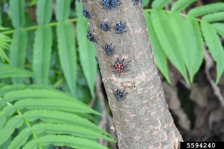 Spotted lanternfly nymphs on the trunk of a tree. Photo shows early stage nymphs that are black with white spots and one fourth stage nymph that is red with black and white markings.