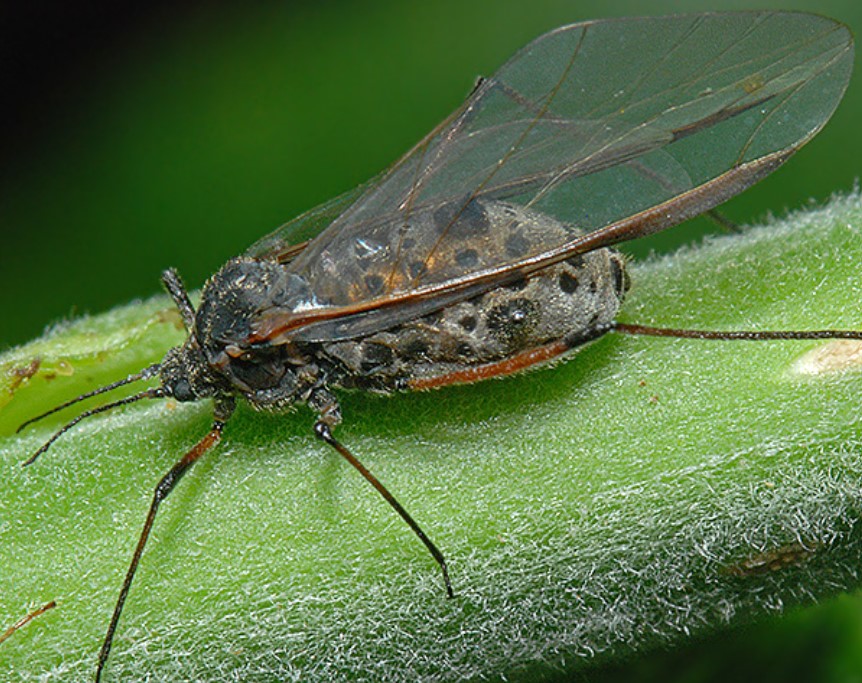 Close up photo of a winged adult Giant willow aphid 