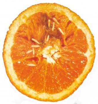 Maggot-infested orange