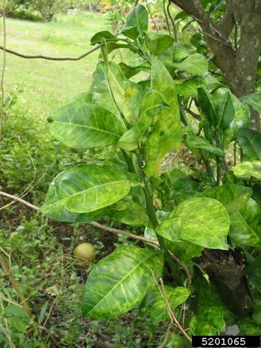 HLB-affected pomelo showing asymmetric, blotchy, mottled leaves and premature fruit drop.