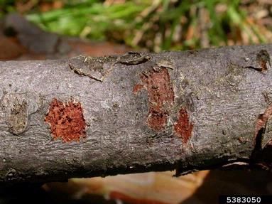 Tree trunk scarred with slits in the bark.