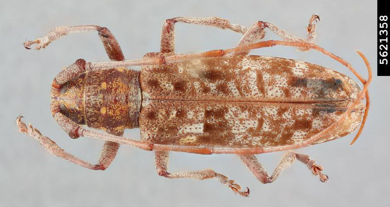 Light brown beetle with antennae curved tightly back along length of body.