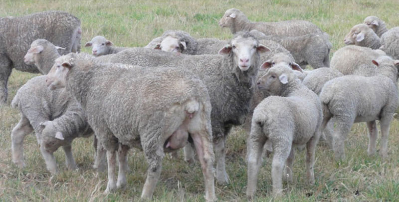 Figure 1: Ewe lambs with lambs at foot. Ewe lambs with lambs at foot.