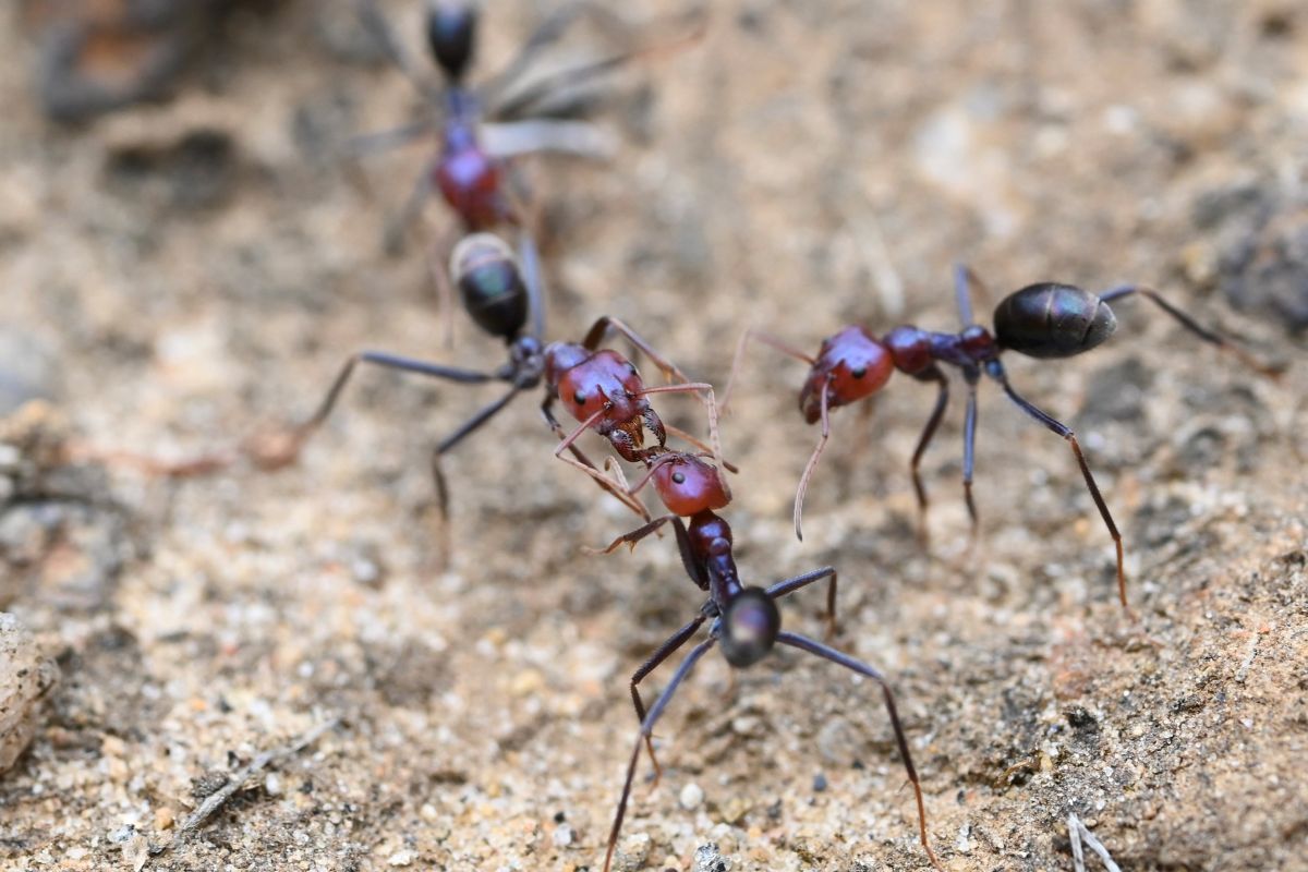 Three ants with reddish-purple heads interacting.