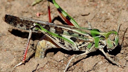 Female locust laying eggs in bare soil, with the abdomen inserted into the ground and hind legs raised.