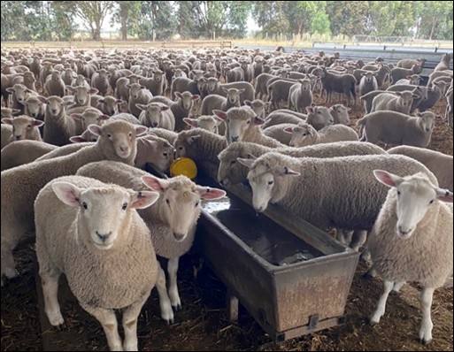 Large group of sheep gathered around a water trough inside a covered feedlot pen.