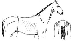 Horse in condition score: 2 moderate condition