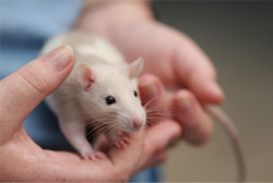 White mouse sitting on person's hands