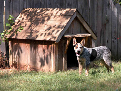 Cattle dog standing in sunshine outside its wooden kennel