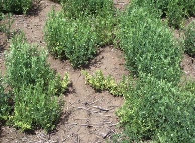 TuYV symptoms in lentil, stunted lentil plants with yellow leaves among health plants