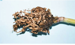 Photo of canola roots with brown club-shaped outgrowths