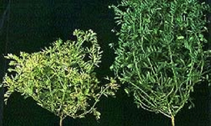 Photo of two lentil plants, a yellowed infected plant next to a green healthy plant
