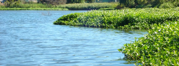 Thick alligator weed mats growing over a body of water