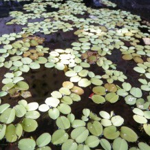  Salvinia leaves floating on the water