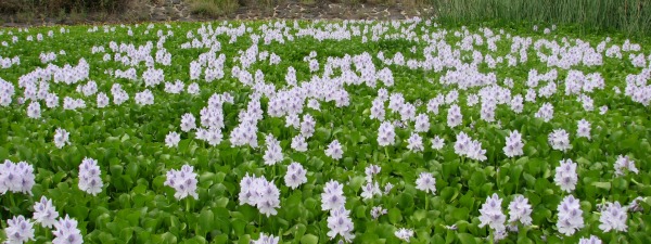 Infestation of water hyacinth