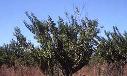 Apricot plant with verticillium wilt indicated by loss of leaves from branches