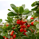 Top of boxthorn shrub showing bright red berries