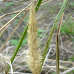 Yellowish feathery head of African feather grass