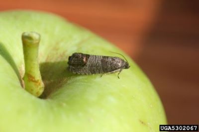 Adult codling moth on apple