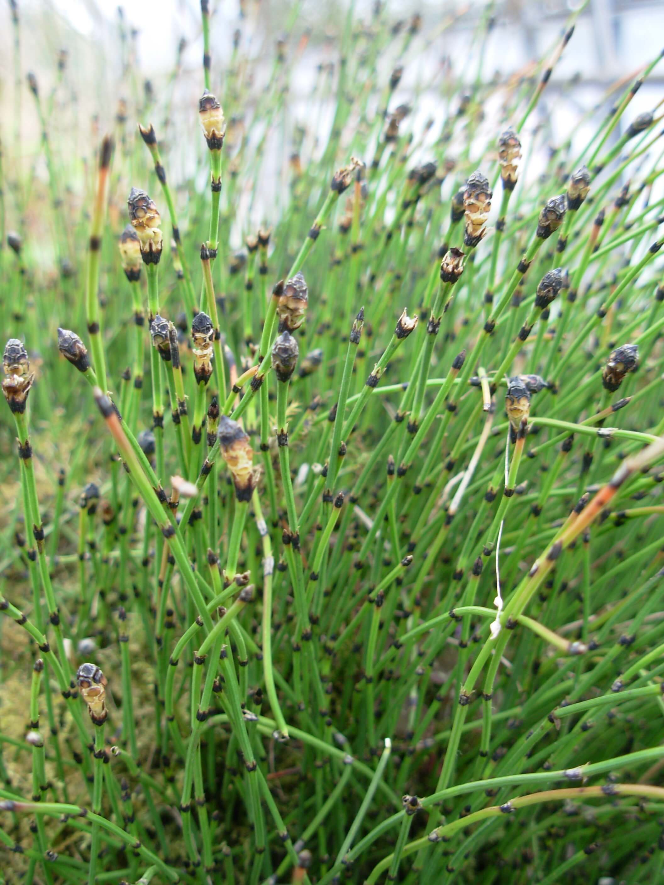 Horsetail: Pictures, Flowers, Leaves & Identification