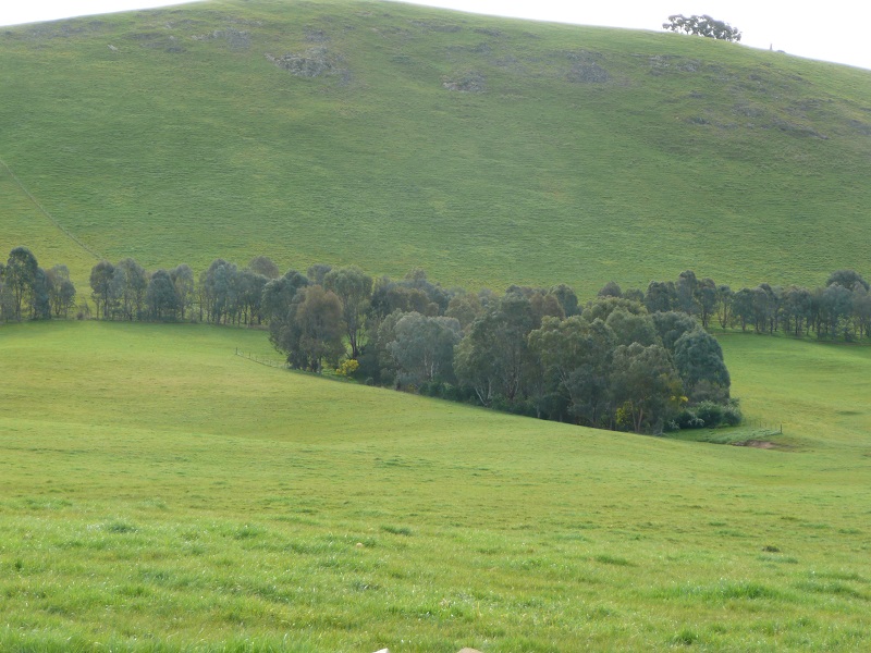 A row of bushy trees sit at the bottom of a green grassy hill.
