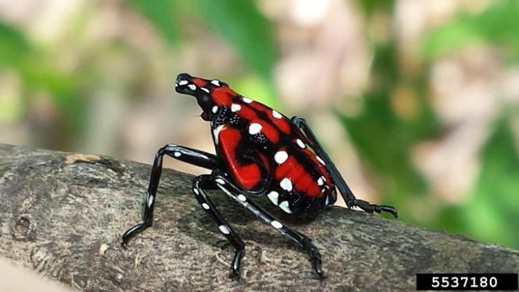 Late stage spotted lanternfly nymphs showing red colouring with black and white markings.