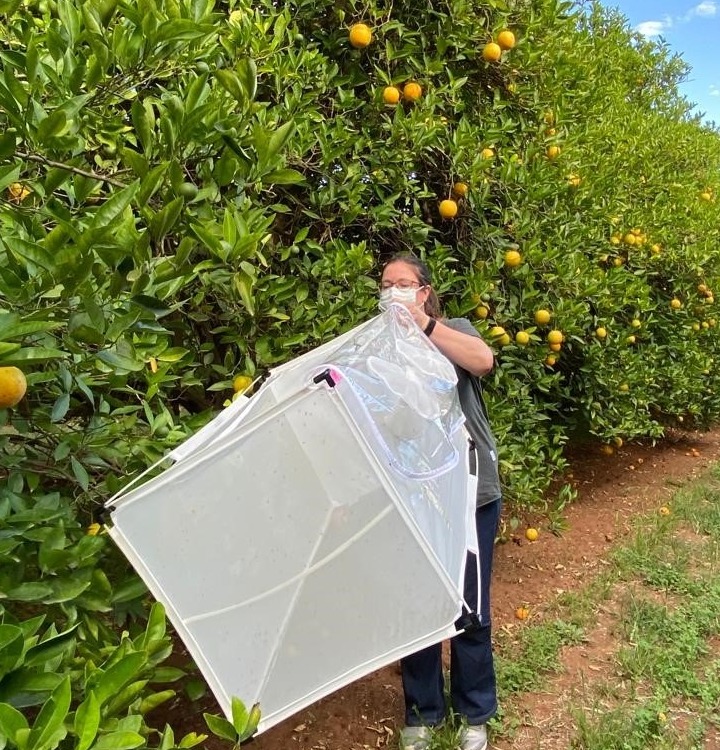 masked person holds white mesh box aloft orange fruit trees in background