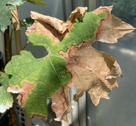 A leaf that is partly brown due to xyella.