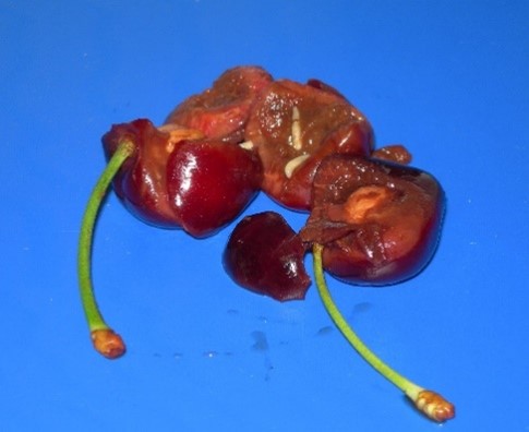 Maggot-infested cherries