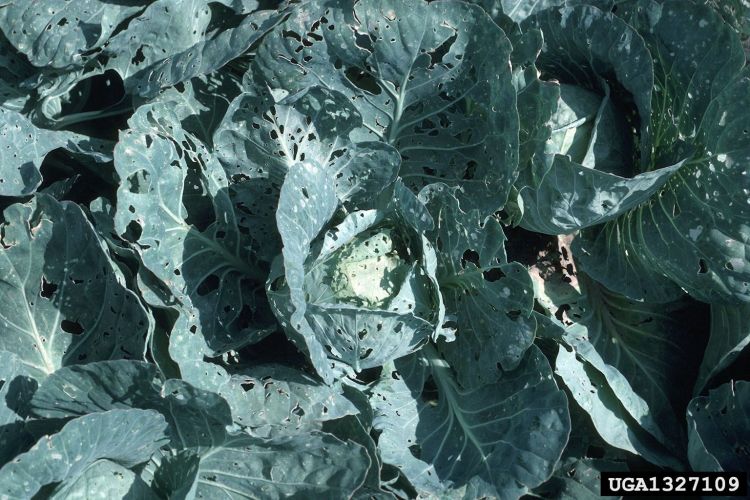 Feeding damage on cabbage caused by diamondback moth caterpillars