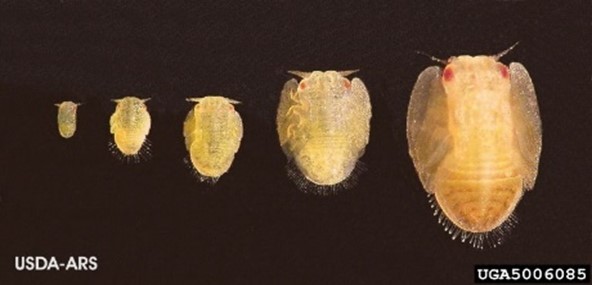 The 5 stages of the Asian citrus psyllid nymph, each larger than the previous one.