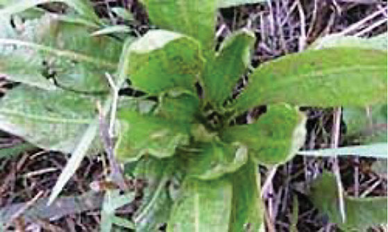 Broad leaves of a chicory plant in the ground