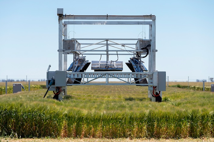 FATE Trolley sitting amid mature wheat crop