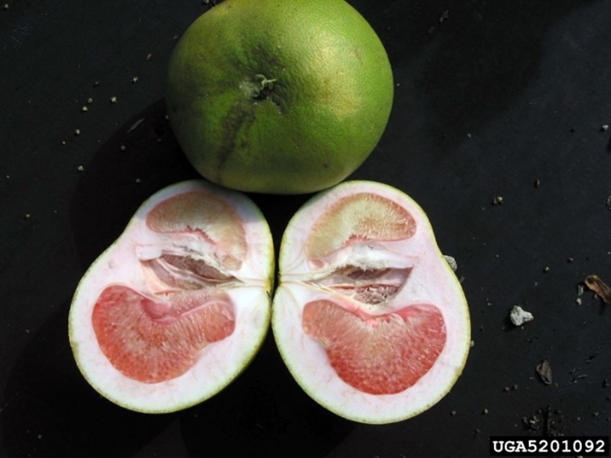 HLB-affected citrus fruit showing lopsided fruit formation.