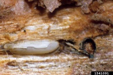 White egg tucked into surface of brown tree bark.