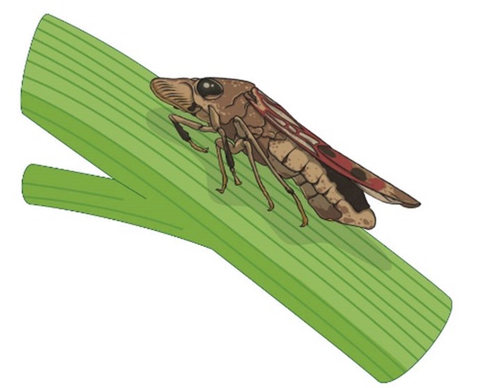 Cartoon graphic of glassy-winged sharpshooter on a green stem.