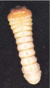Figure 3: Burnt pine longhorn beetle mature larva. Pale cream coloured larva is flared at one end and rounded at the other.