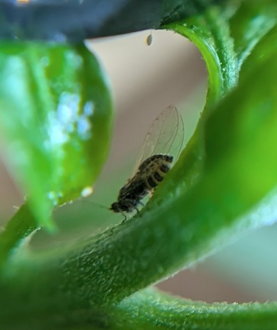 Close-up of an adult tomato potato psyllid (TPP) with transparent wings resting on a green plant stem.