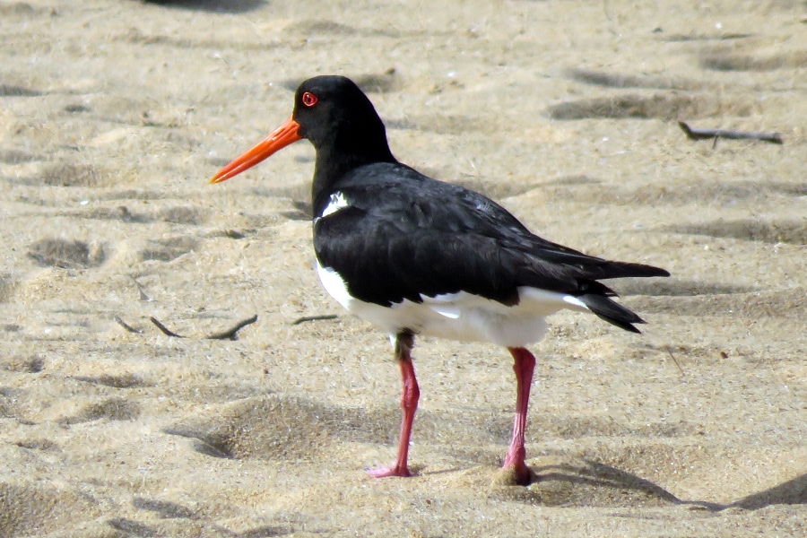 Pied oystercatcher standing on a sandy beach with its bright orange bill visible.