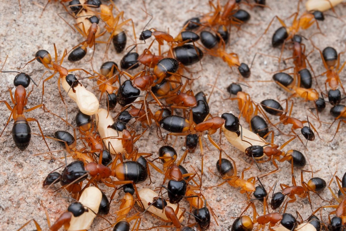 Many ants with red bodies and black heads and abdomens collecting food.