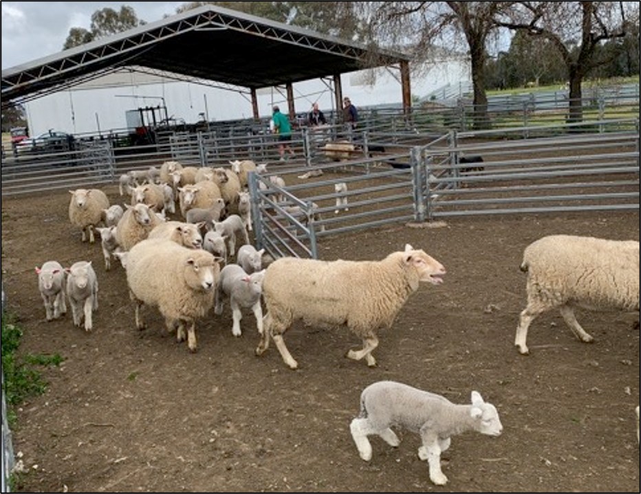 Ewes and lambs being moved through livestock yards beside a covered handling area on a sheep farm.