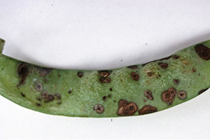 Photo of pod covered in broken lesions