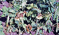 Example of brown leaf lesions caused by bacterial blight.