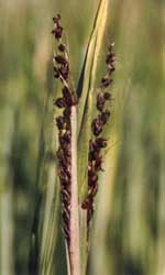 Photo of 2 barley heads with grain replaced by dark brown spores.