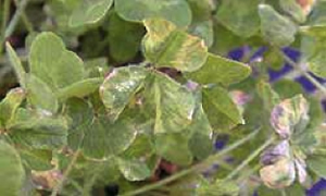 Photo of clover plant leaves with purple and light coloured patches.