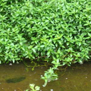 Alligator weed spilling over from the bank into a body of water