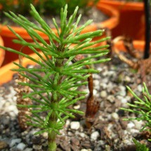 Small horsetail with whorls of branches wrapping the stem