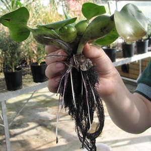Roots of a water hyacinth