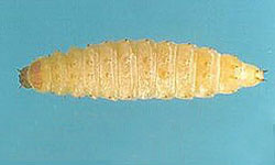 SHB larvae
